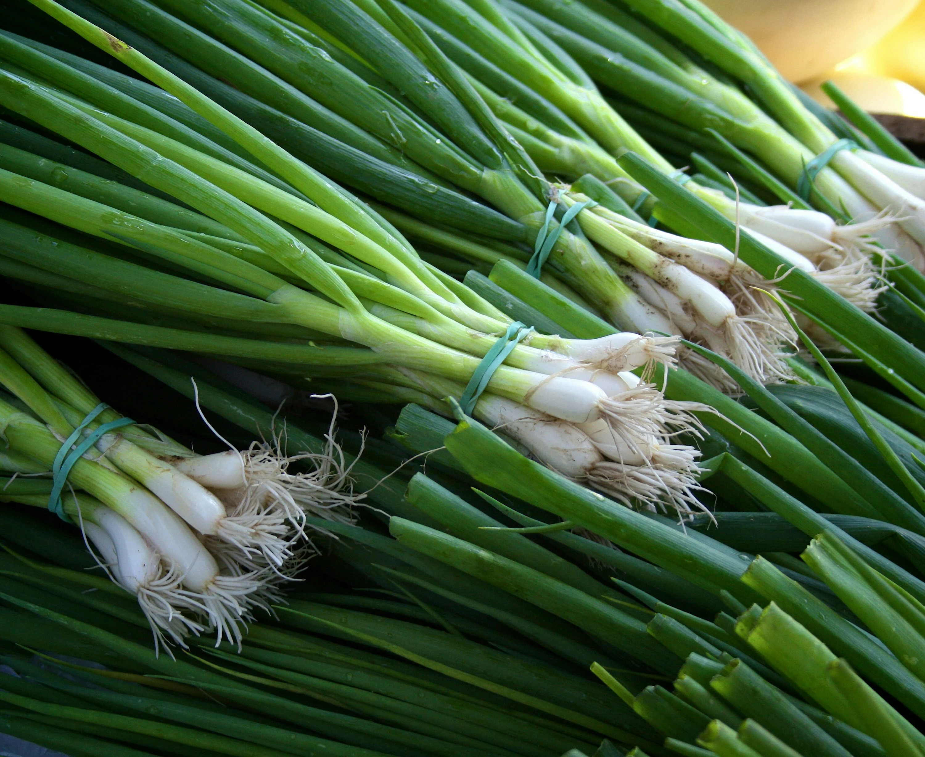 GREEN ONION (500gm)