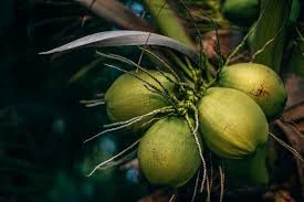 TENDER COCONUT (1PEICE)