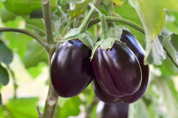 BRINJAL MOTA BAINGAN (500GM)```